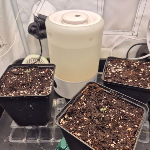 CHERRY BACIO growlog timeline photo