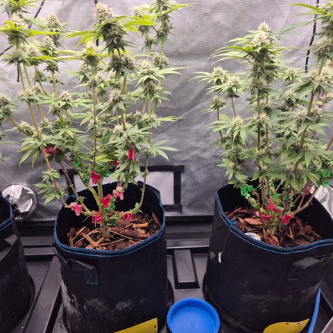 Banana Shake  growlog timeline photo