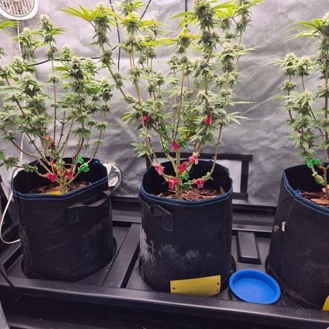 Banana Shake  growlog timeline photo