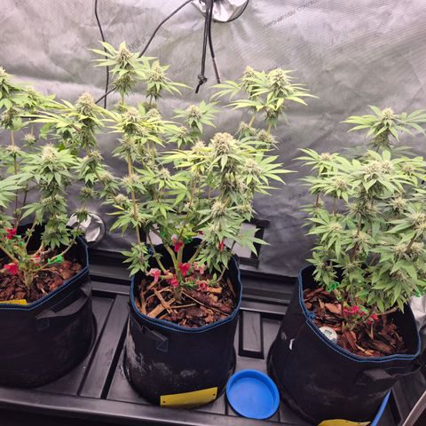 Banana Shake  growlog timeline photo