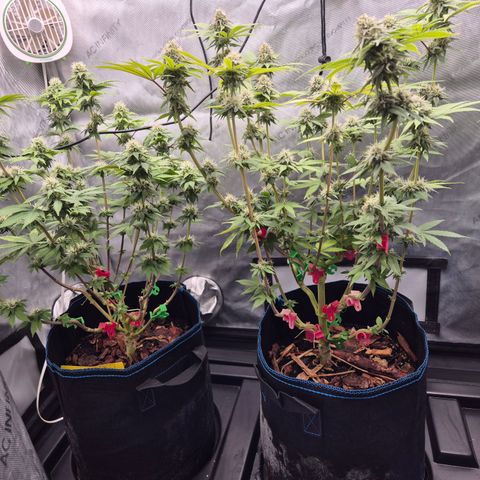 Banana Shake  growlog timeline photo