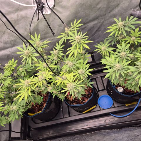 Banana Shake  growlog timeline photo