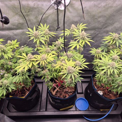 Banana Shake  growlog timeline photo