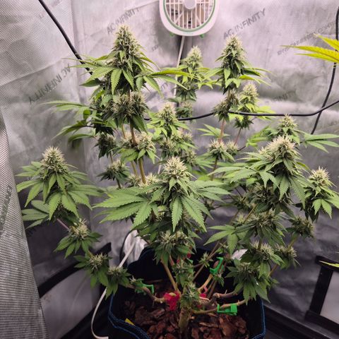 Banana Shake  growlog timeline photo