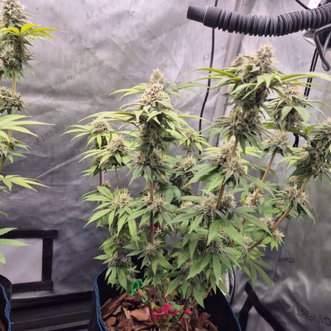 Banana Shake  growlog timeline photo