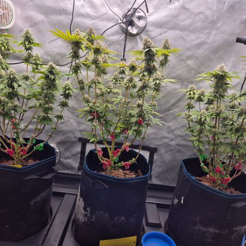 Banana Shake  growlog timeline photo