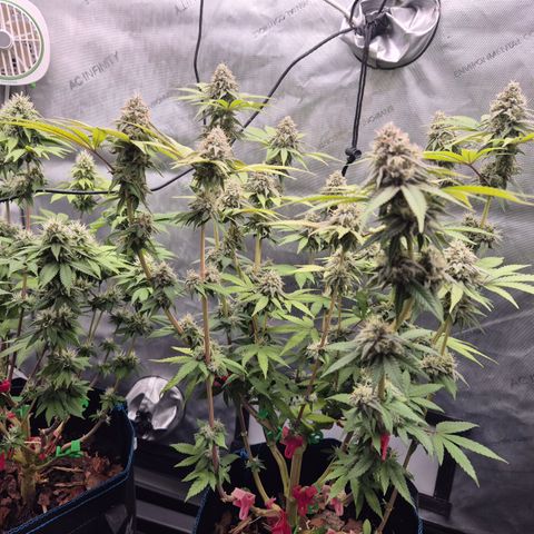 Banana Shake  growlog timeline photo