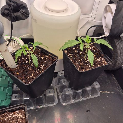 CHERRY BACIO growlog timeline photo