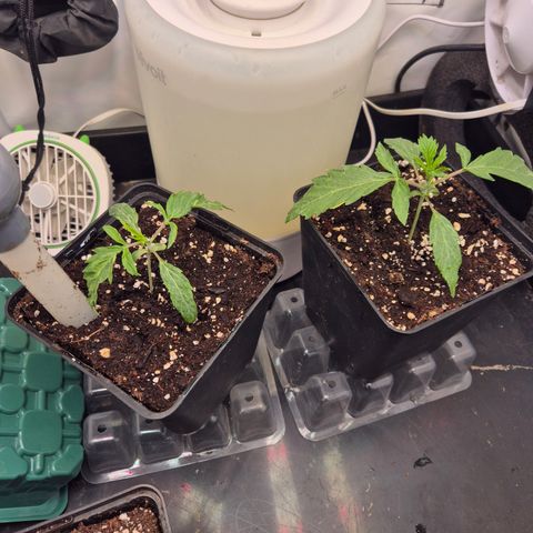 CHERRY BACIO growlog timeline photo