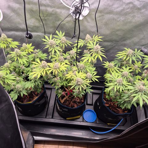 Banana Shake  growlog timeline photo