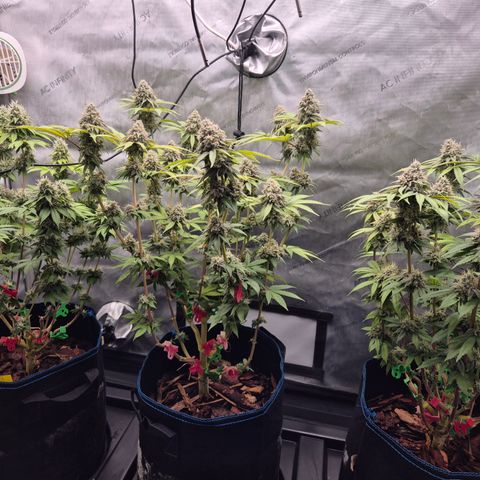 Banana Shake  growlog timeline photo