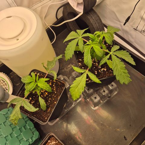 CHERRY BACIO growlog timeline photo