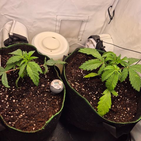 CHERRY BACIO growlog timeline photo