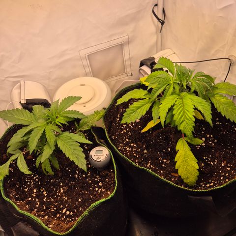 CHERRY BACIO growlog timeline photo