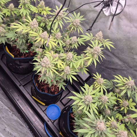 Banana Shake  growlog timeline photo
