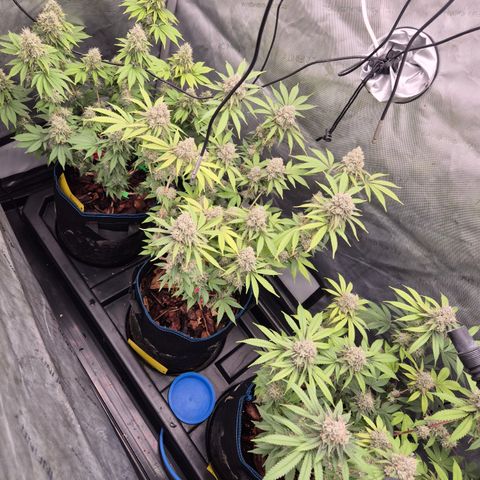 Banana Shake  growlog timeline photo