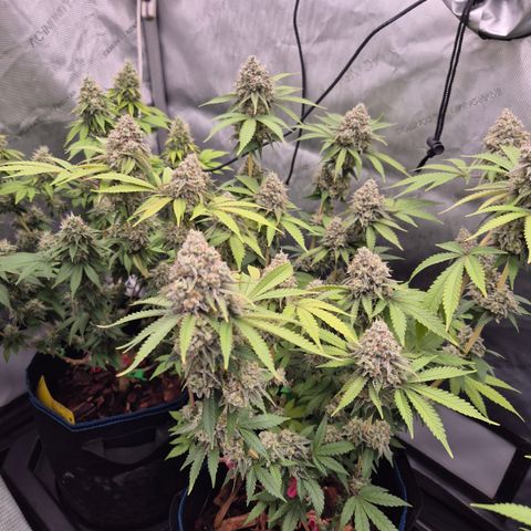 Banana Shake  growlog timeline photo