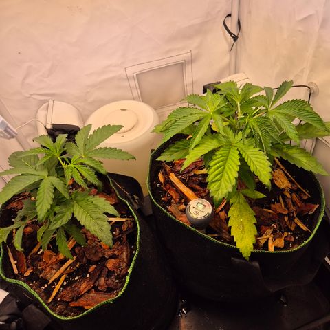 CHERRY BACIO growlog timeline photo
