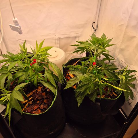 CHERRY BACIO growlog timeline photo