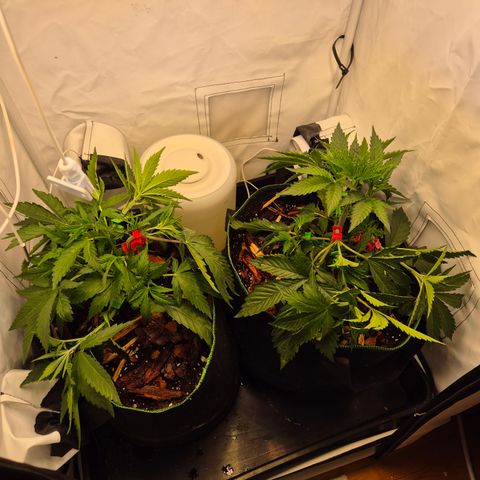 CHERRY BACIO growlog timeline photo