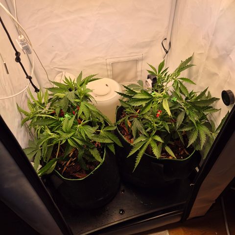 CHERRY BACIO growlog timeline photo