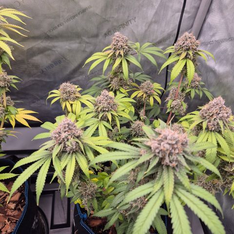 Banana Shake  growlog timeline photo