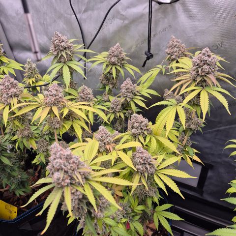 Banana Shake  growlog timeline photo