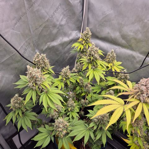 Banana Shake  growlog timeline photo