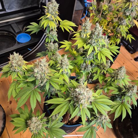 Banana Shake  growlog timeline photo