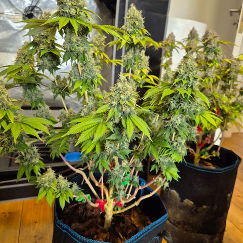 Banana Shake  growlog timeline photo