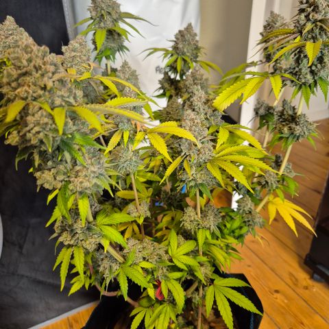 Banana Shake  growlog timeline photo