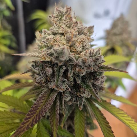 Banana Shake  growlog timeline photo