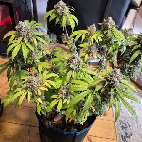 Banana Shake  growlog timeline photo