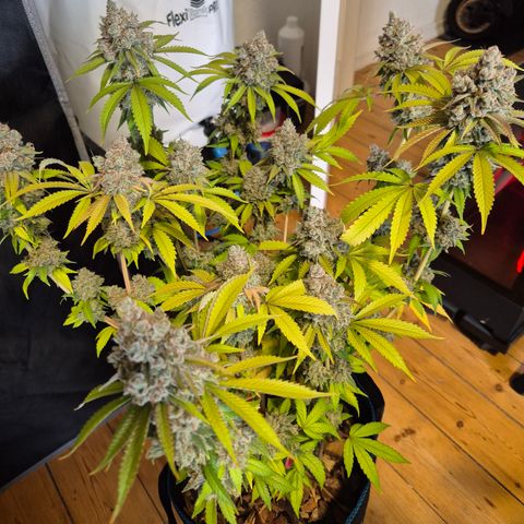 Banana Shake  growlog timeline photo