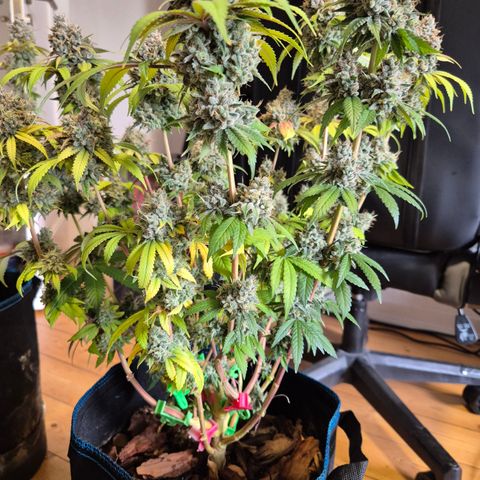 Banana Shake  growlog timeline photo
