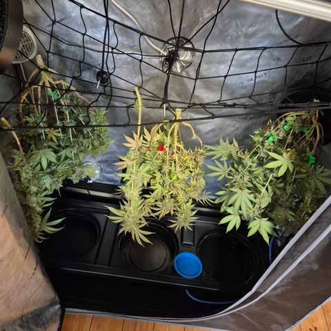 Banana Shake  growlog photo: Trocknung 