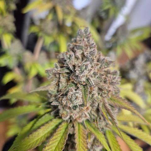Banana Shake  growlog timeline photo