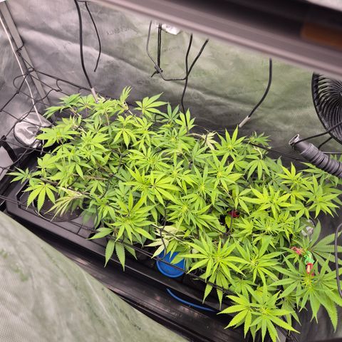 CHERRY BACIO growlog timeline photo