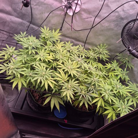 CHERRY BACIO growlog timeline photo