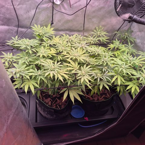 CHERRY BACIO growlog timeline photo