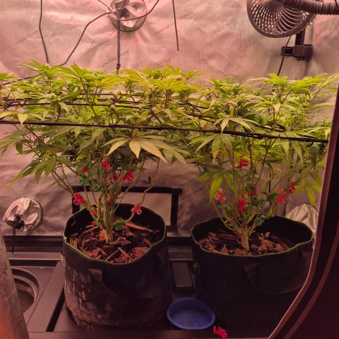 CHERRY BACIO growlog timeline photo