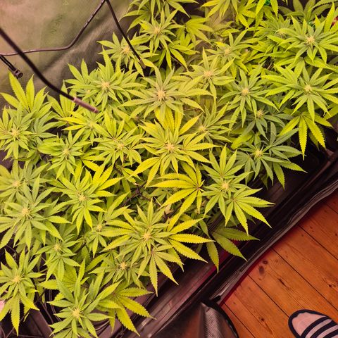 CHERRY BACIO growlog timeline photo