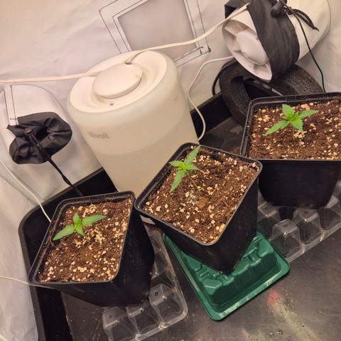 La Sugar growlog timeline photo