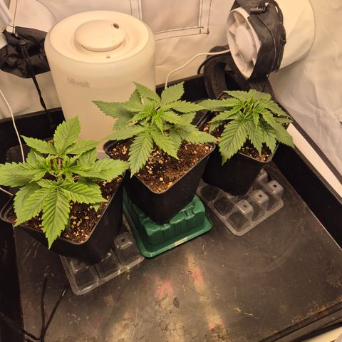 La Sugar growlog timeline photo