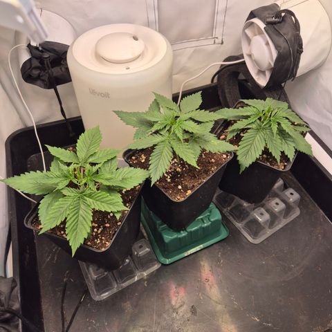 La Sugar growlog timeline photo