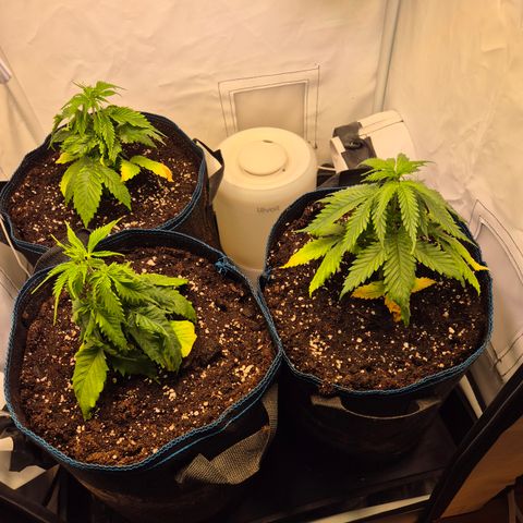 La Sugar growlog timeline photo