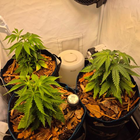 La Sugar growlog timeline photo