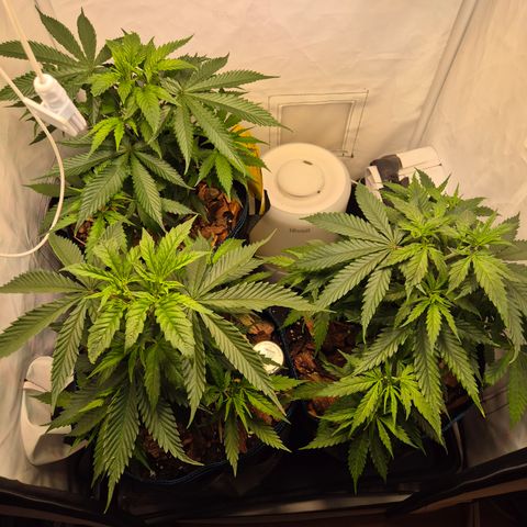 La Sugar growlog timeline photo