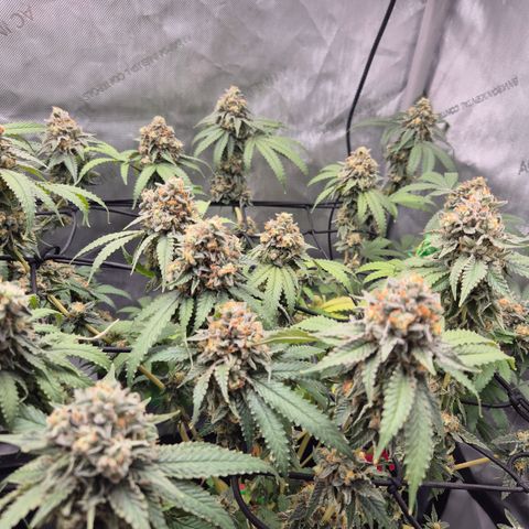 CHERRY BACIO growlog timeline photo