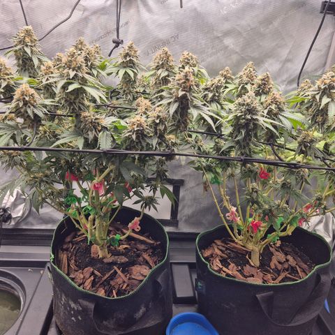 CHERRY BACIO growlog timeline photo